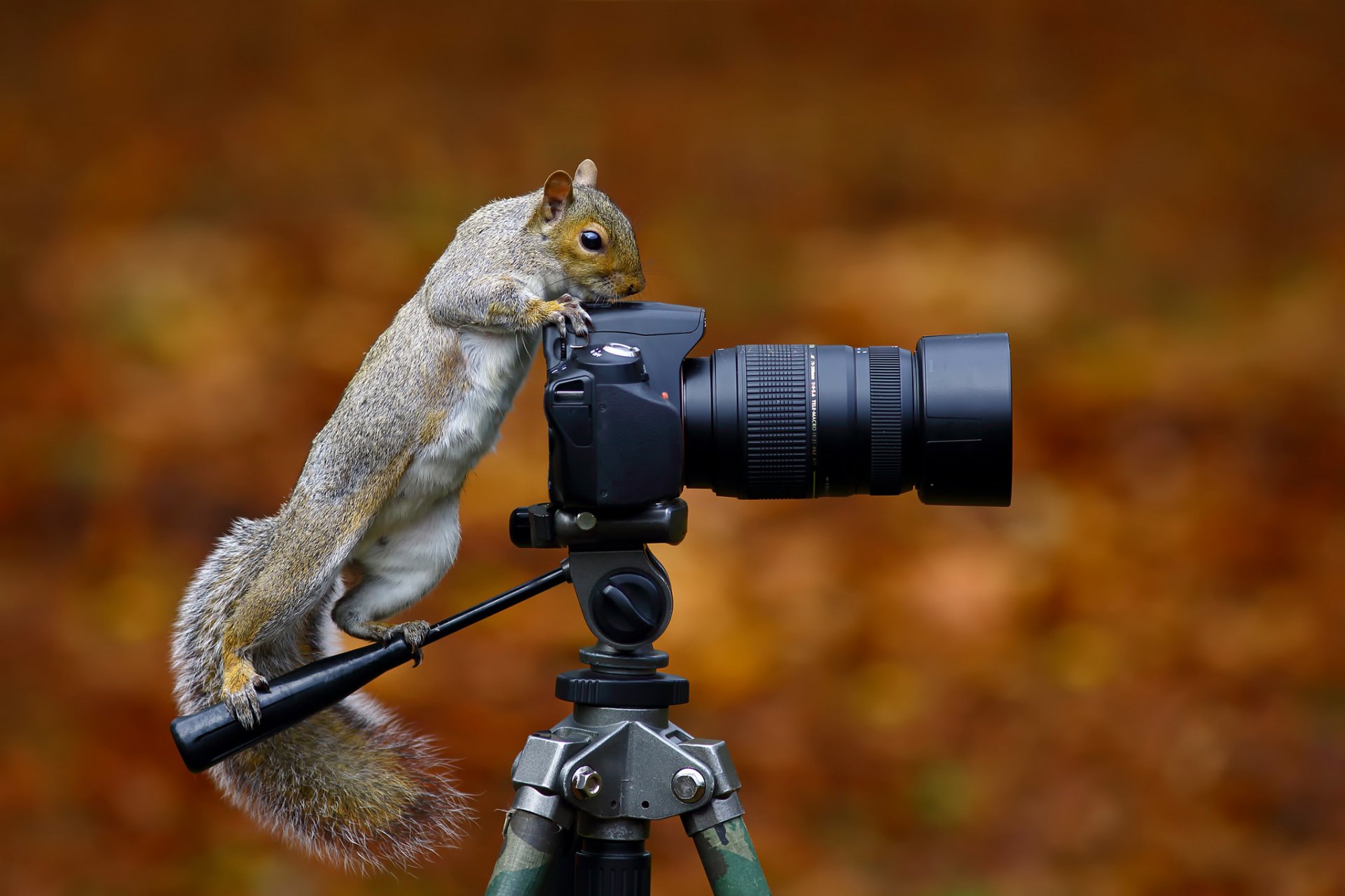 дикий серый белка фотокамера белка