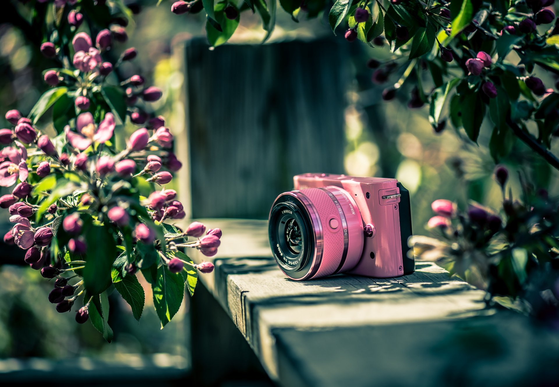 nikon фотоаппарат цвет фон