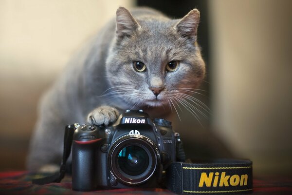 Серый кот с белыми усами с фотоаппаратом nikkon