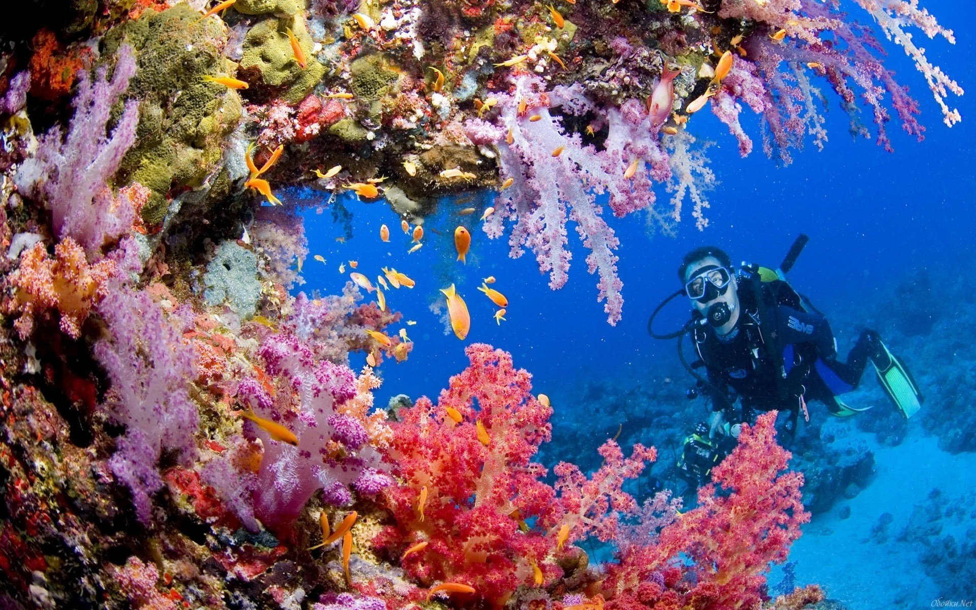 подводный риф море водолаз вода водоросли рыбки водный мир