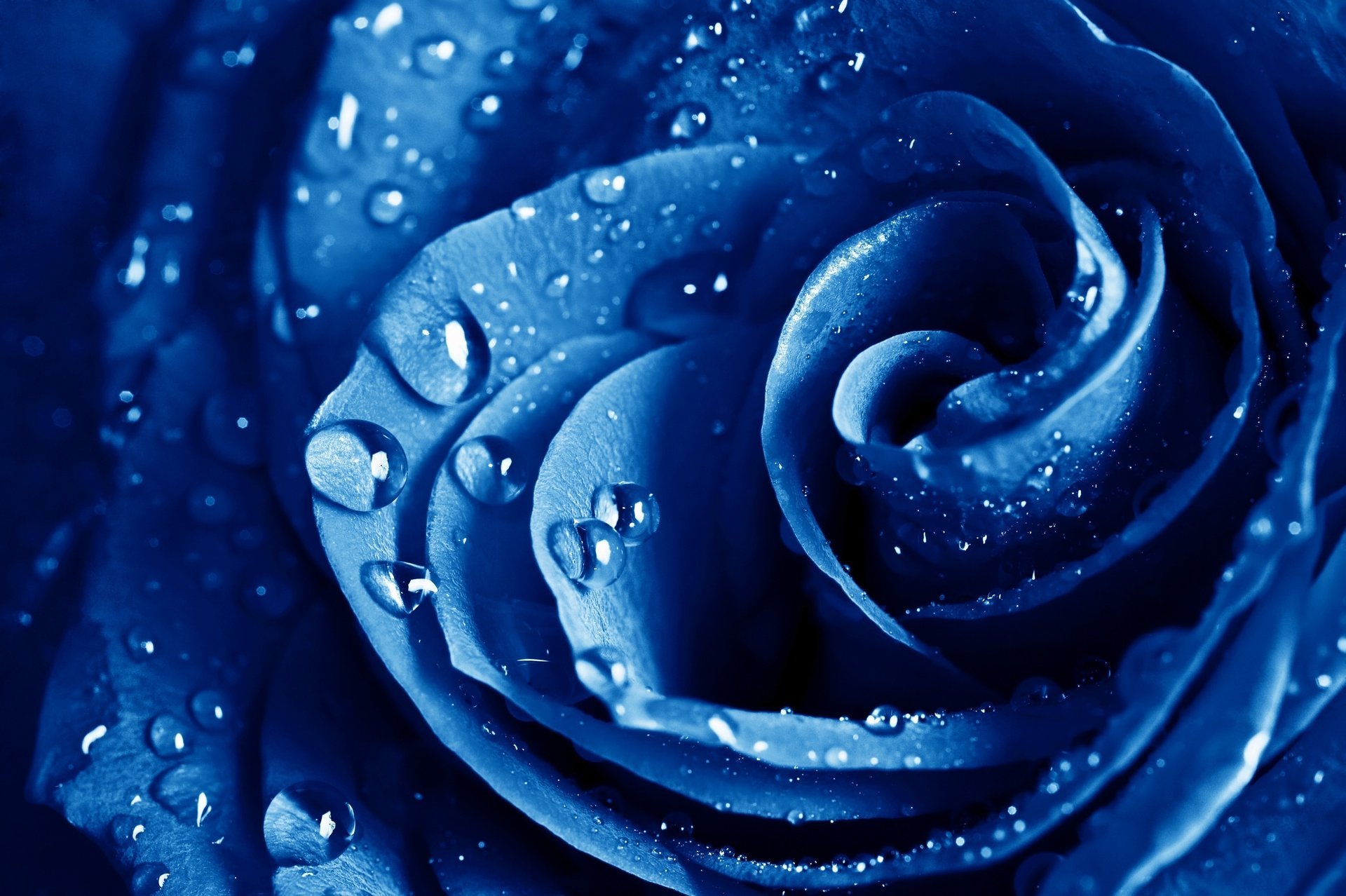 the blue rose цветы макро роза голубая цветок синяя роза капли роса дождь