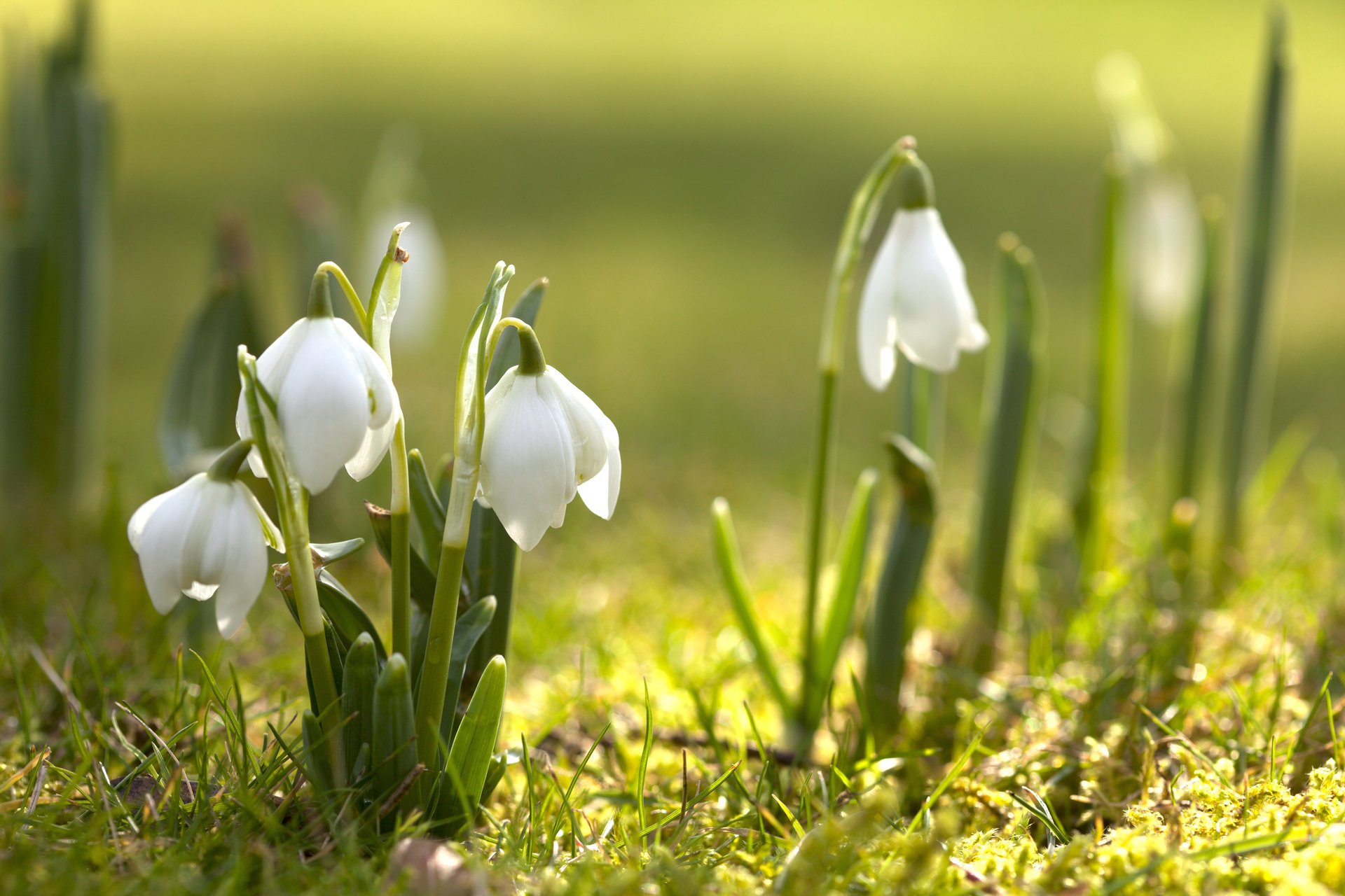 подснежники цветы первоцвет природа весна цветение зелень spring