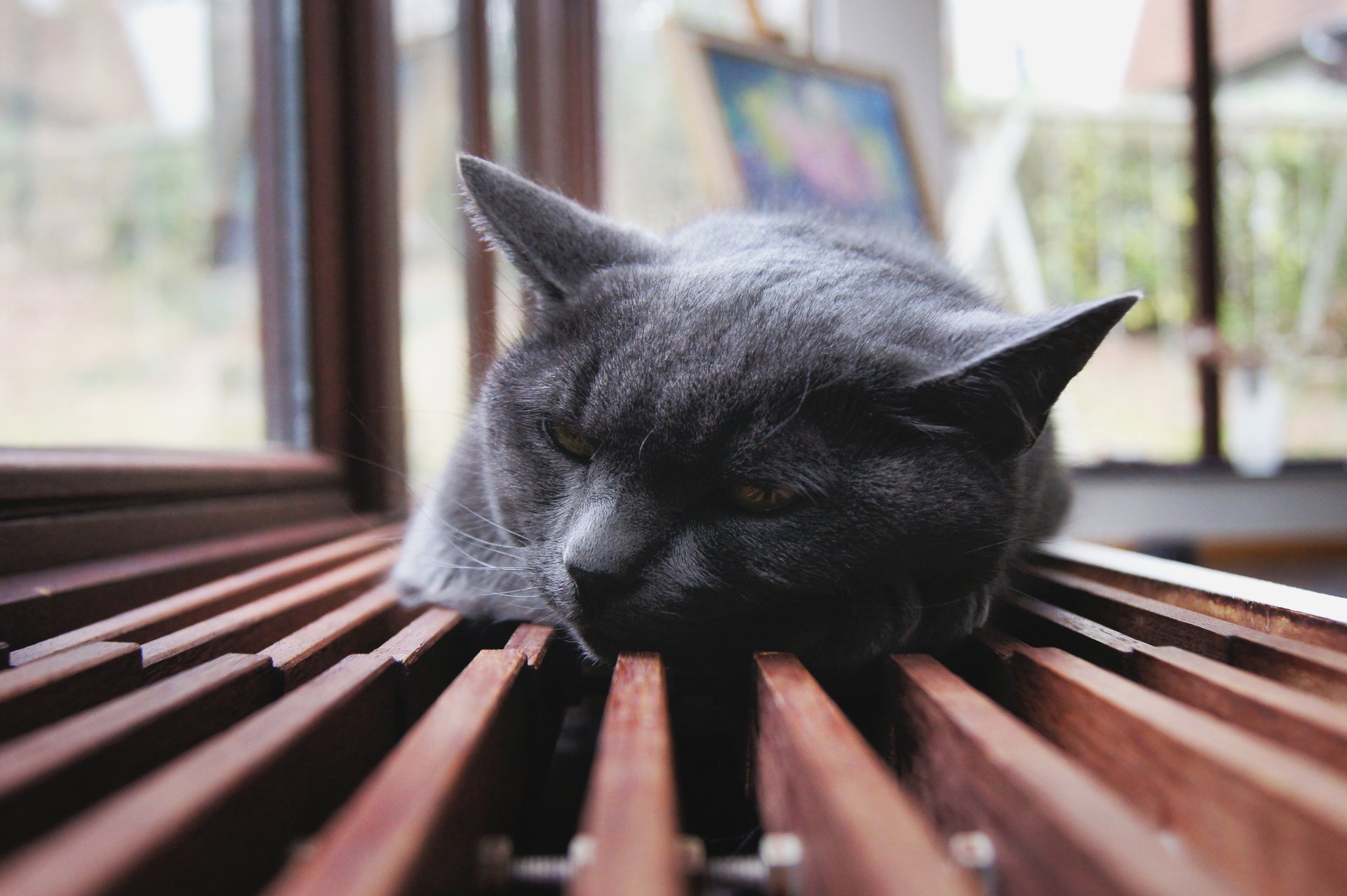 leży koty uszy odpoczynek tęsknota zwierzęta kocie kis-kis-miau-miau