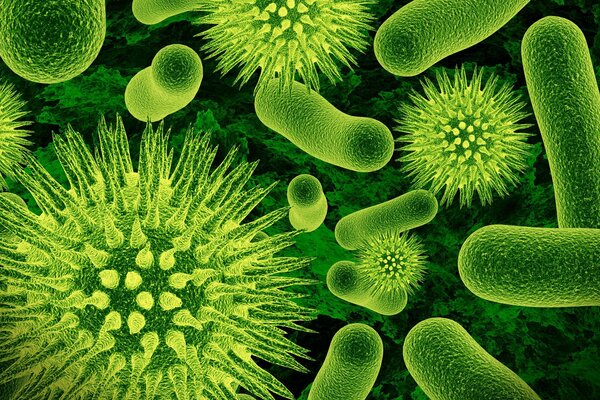Zielone mikroorganizmy określą przyszłość biologii