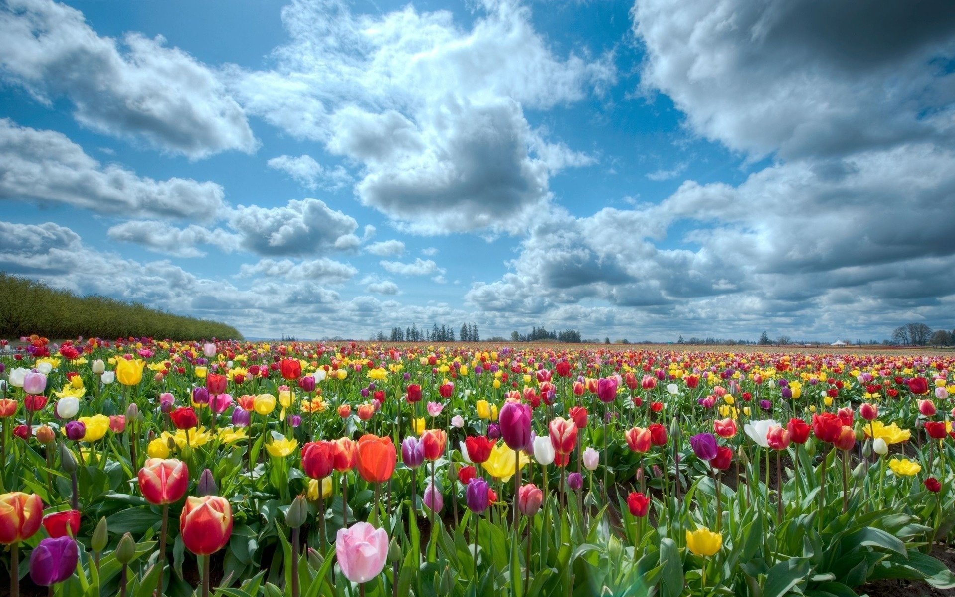 цветы поле цветов разноцветные тюльпаны облака небо пейзаж природа тюльпаны весна символ поле