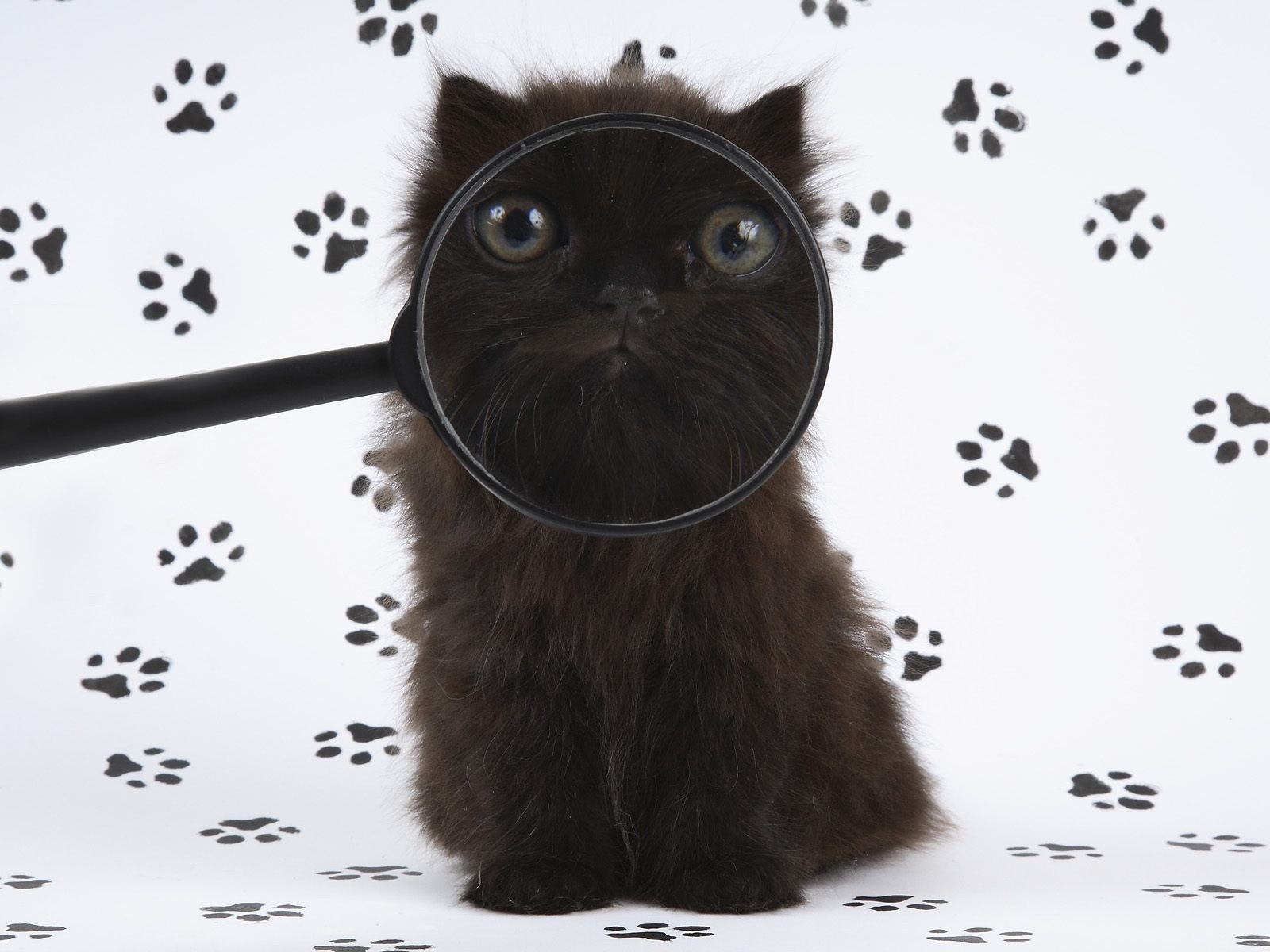 котенок юмор лупа следы