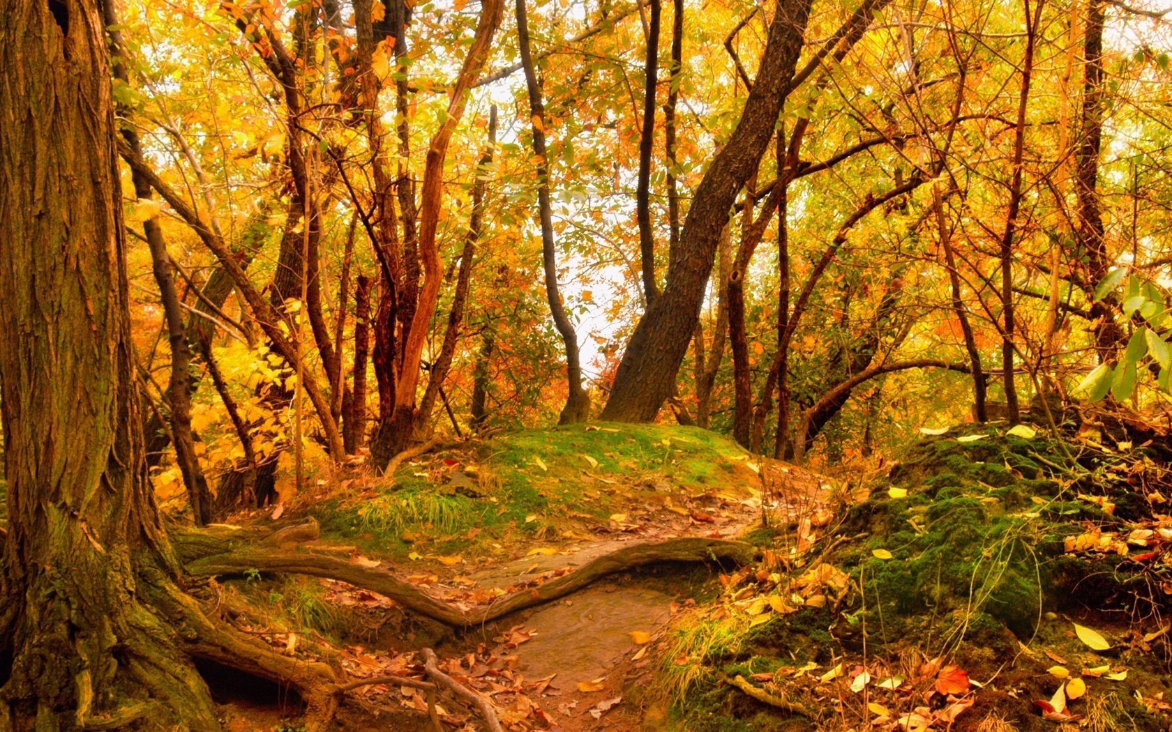пожелтевшая листва лес деревья холмики листопад золотая пора бабье лето желтые листья