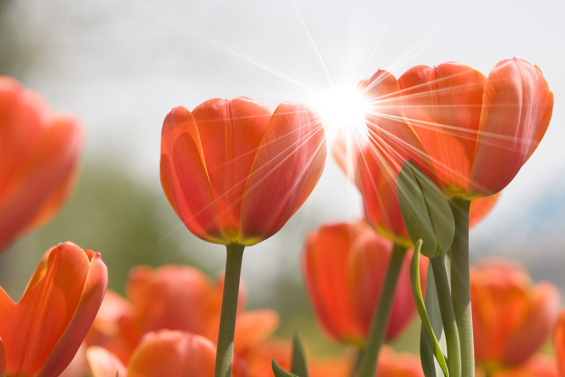 цветы тюльпаны flowers цветок блик природа бутоны