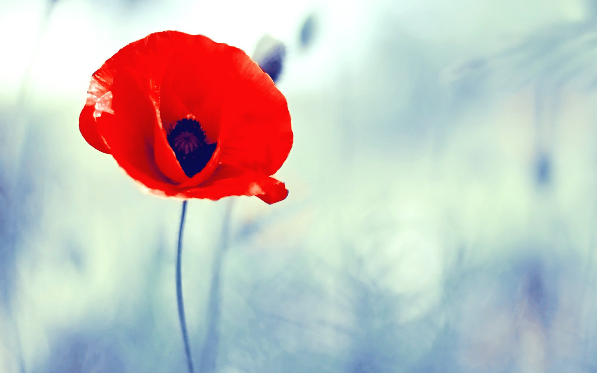 mak czerwony niebieski poppy