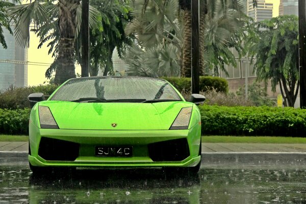 Zielony samochód Lamborghini Gallardo, na tle którego zielone palmy
