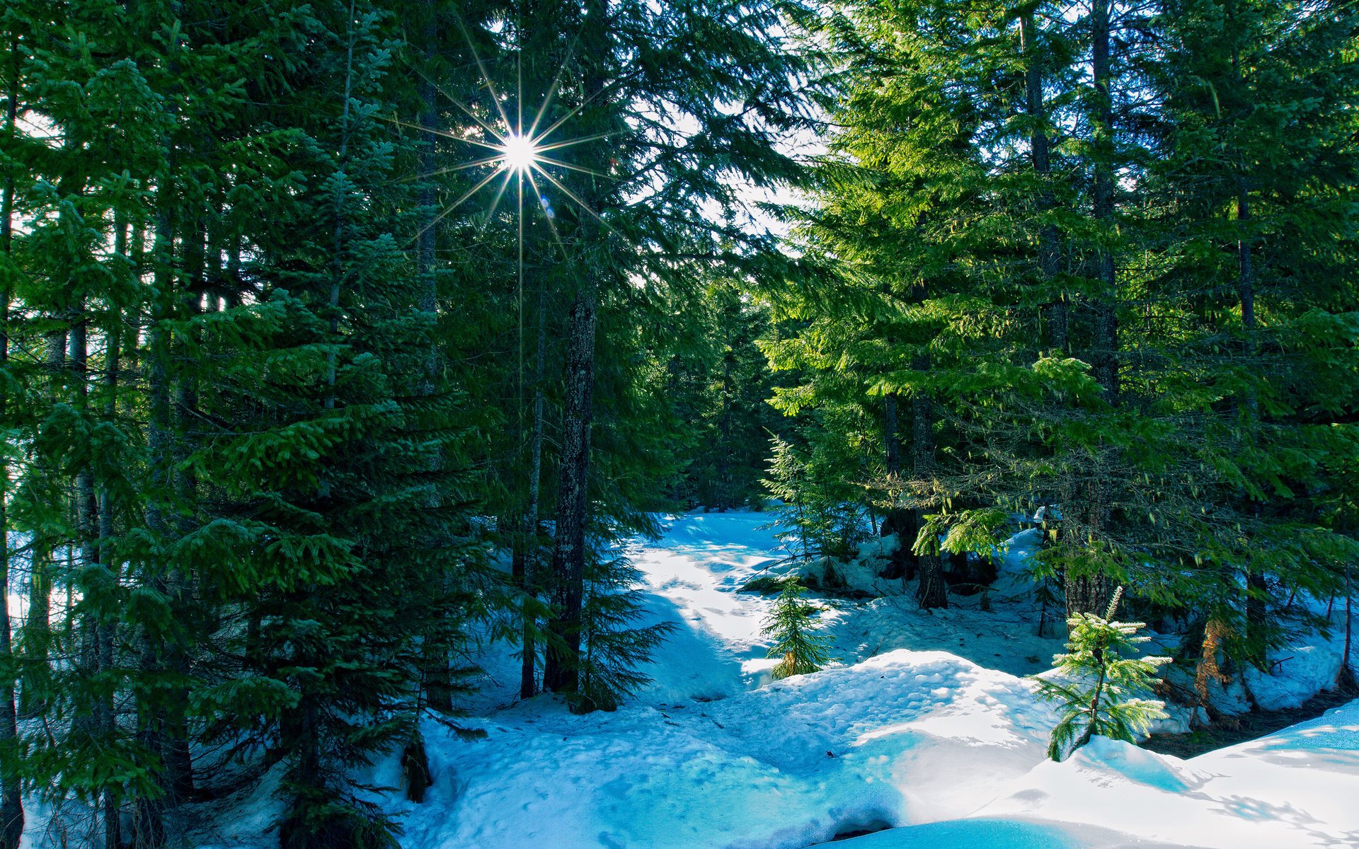 природа лес лучи зима