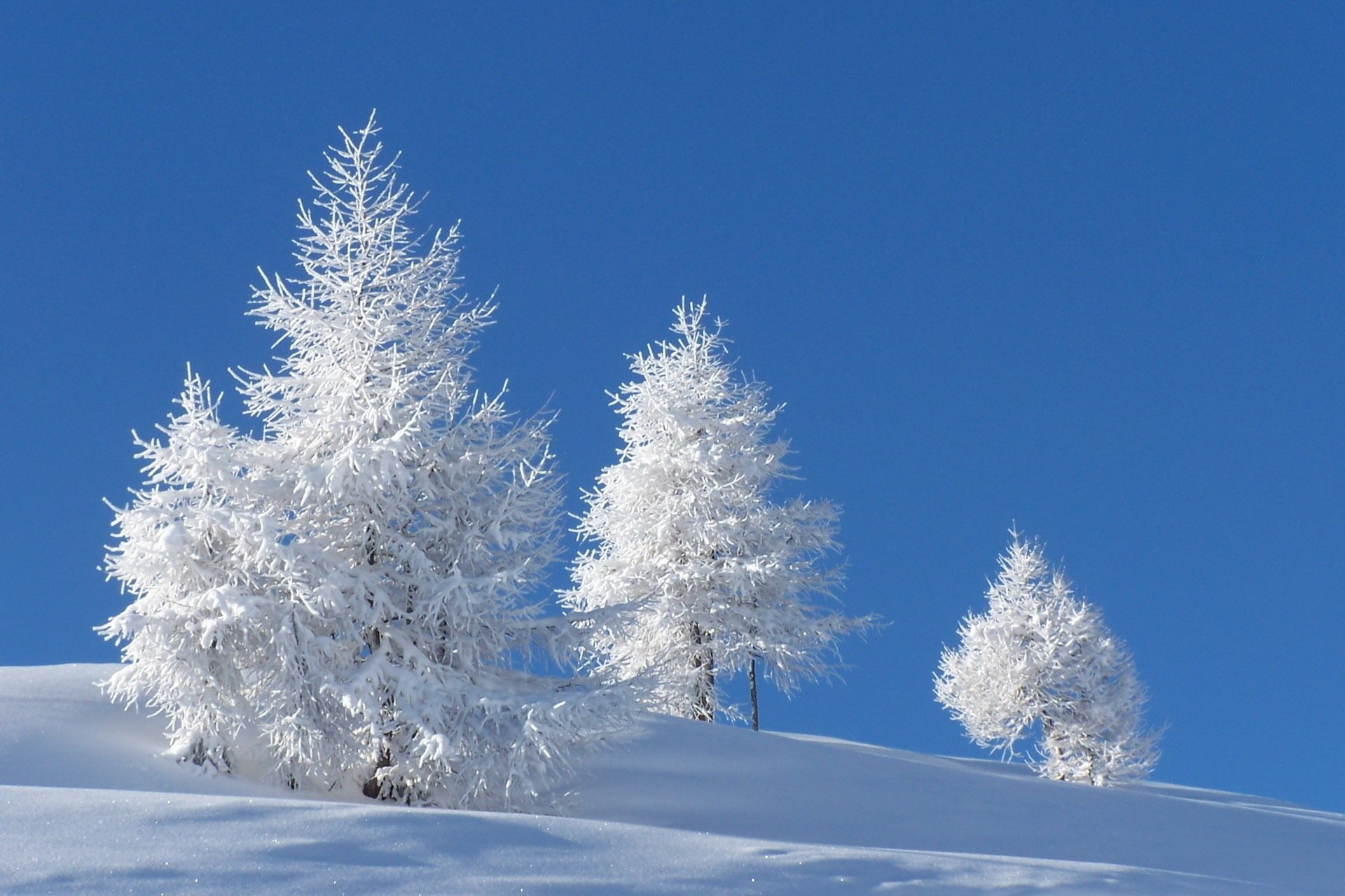 зима снег природа деревья