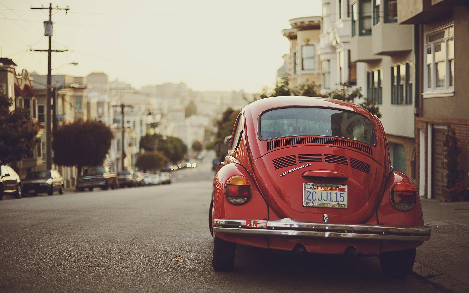 beetle kalifornia