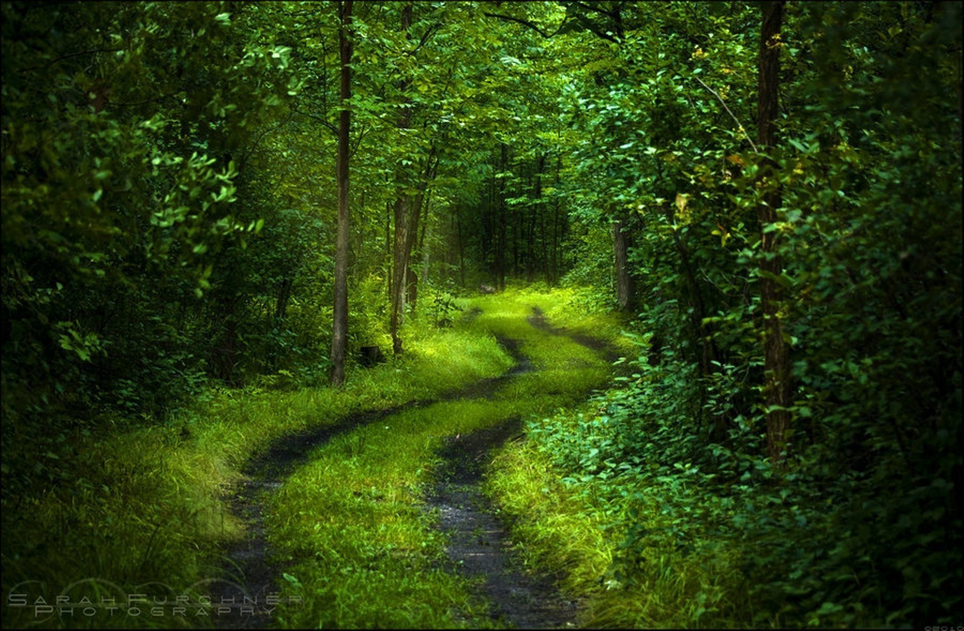 лес дорога листва свет свежесть зеленый деревья