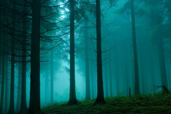 Mgła w sosnowym lesie. Natura piękno