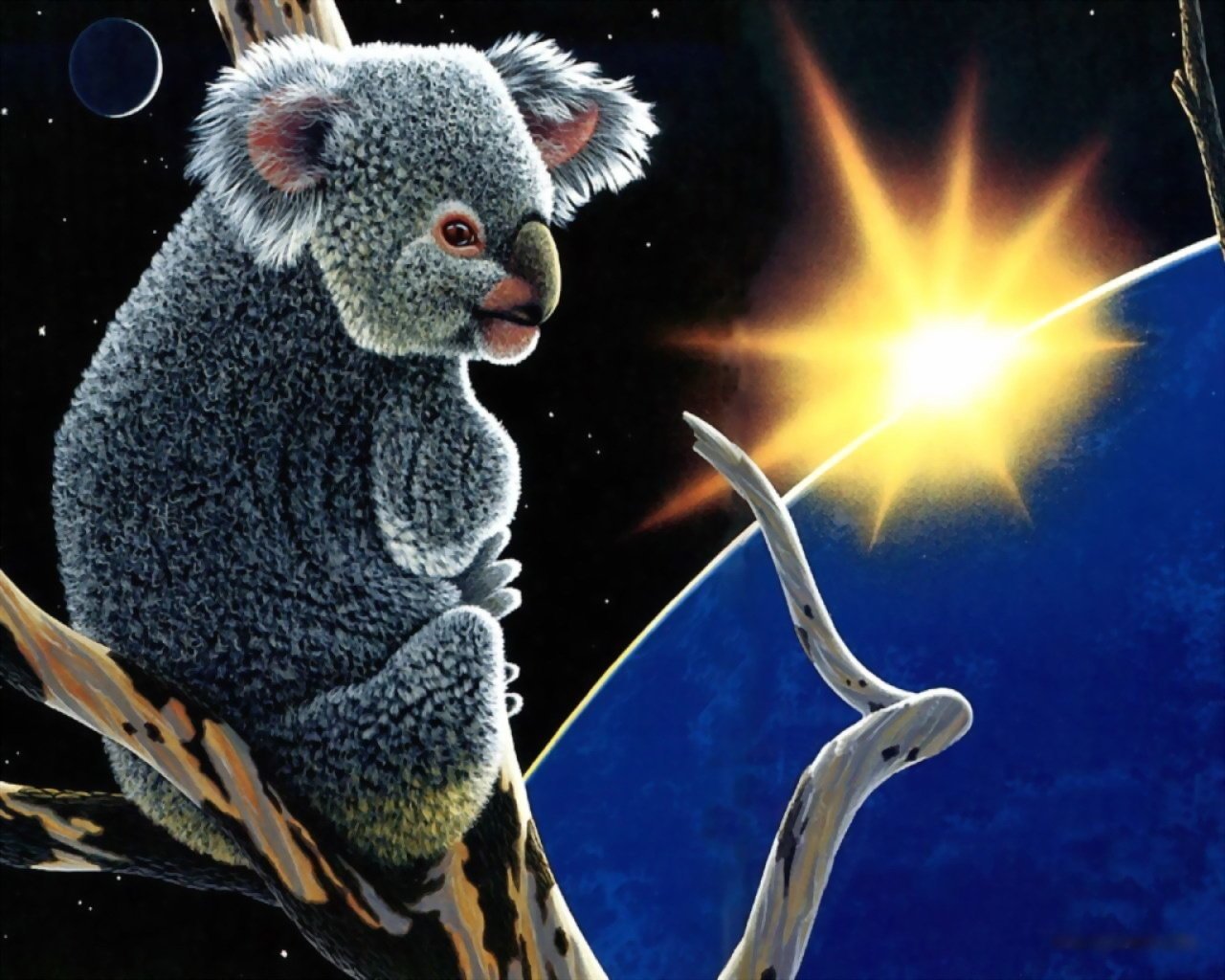 zwierzęta koala planety