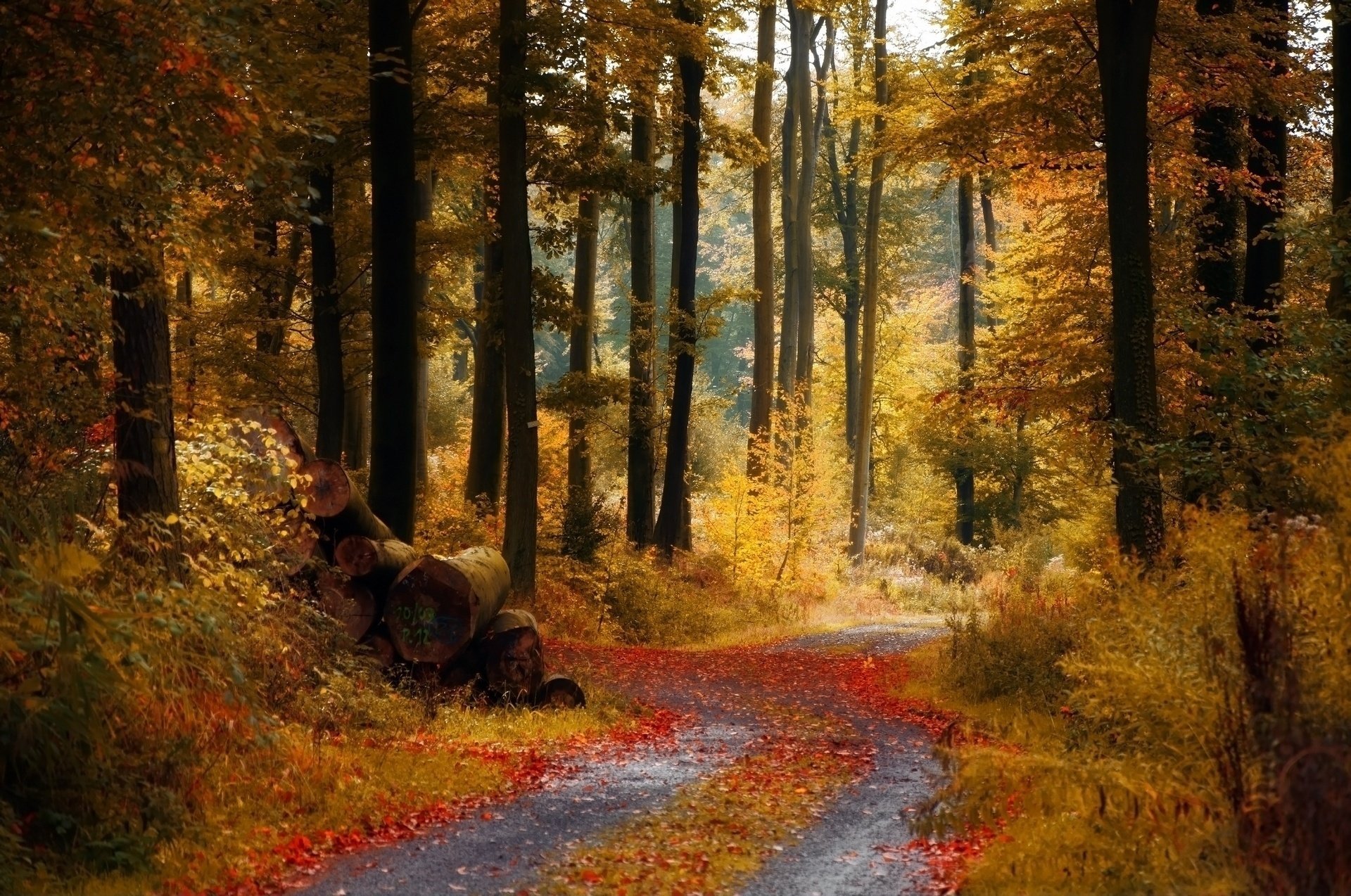 осень лес дорога