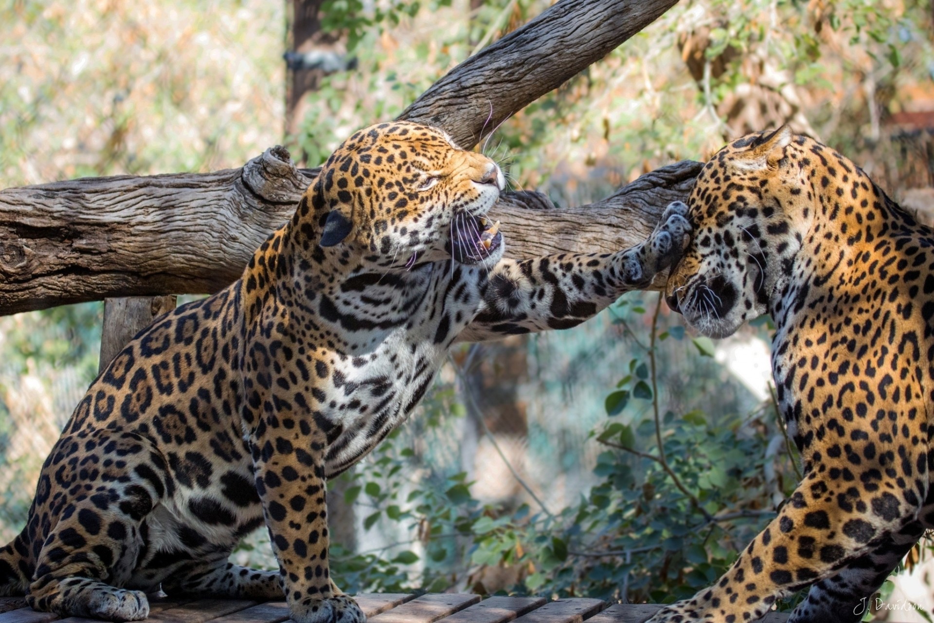 dzikie koty jaguary gra para walka