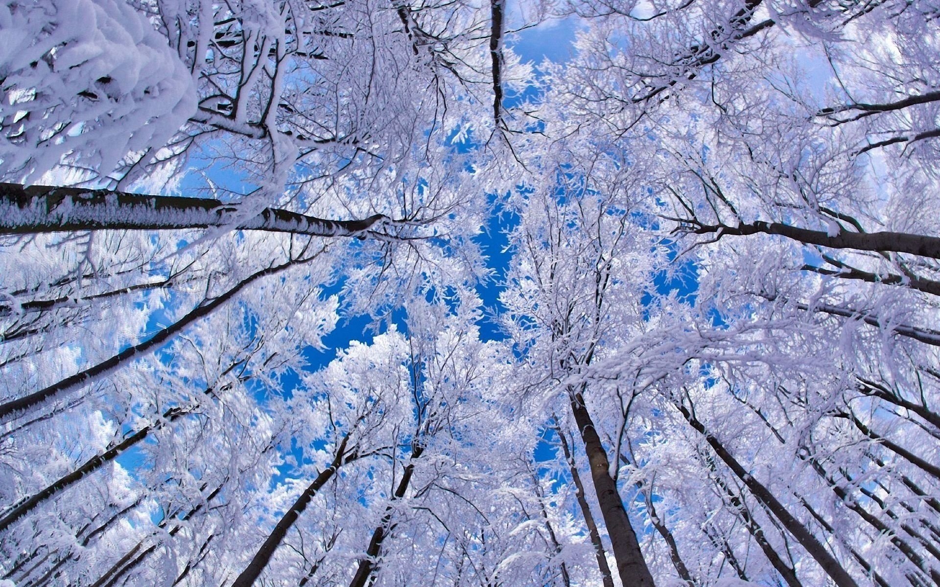 деревья зима снег небо