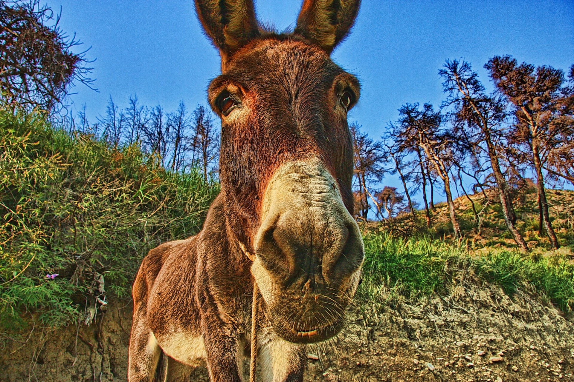 osioł zwierzęta gatunek