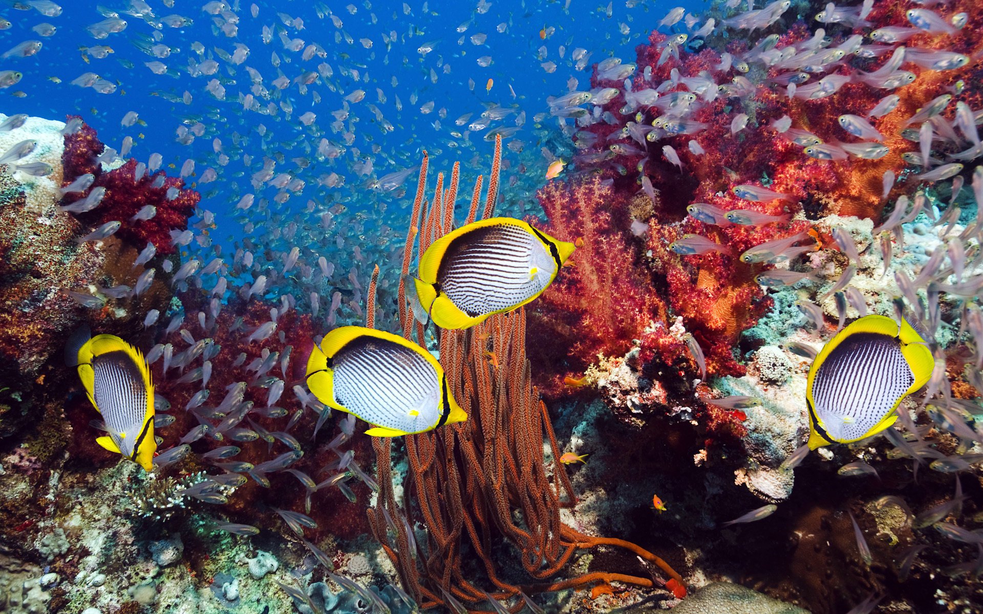 подводный мир кораллы рыбки море