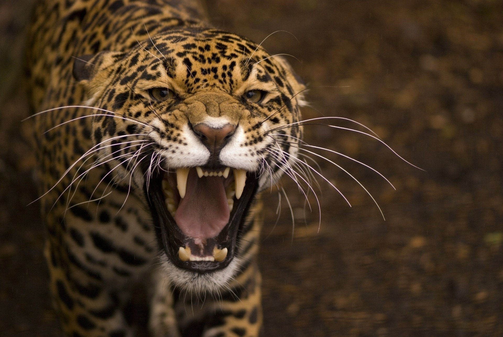 uśmiech żbik drapieżnik pysk jaguar makro wąsy