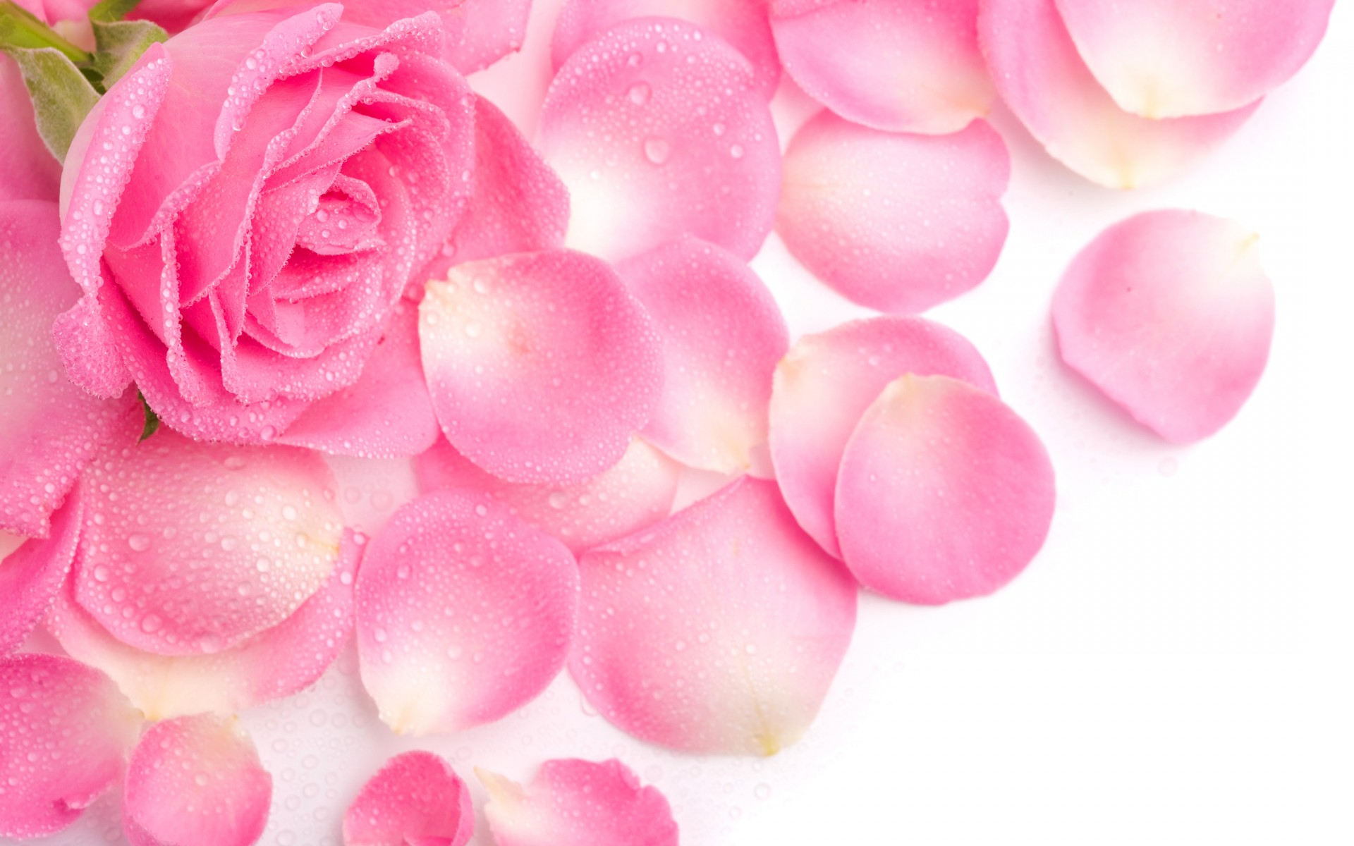 róża płatki różowa rosa
