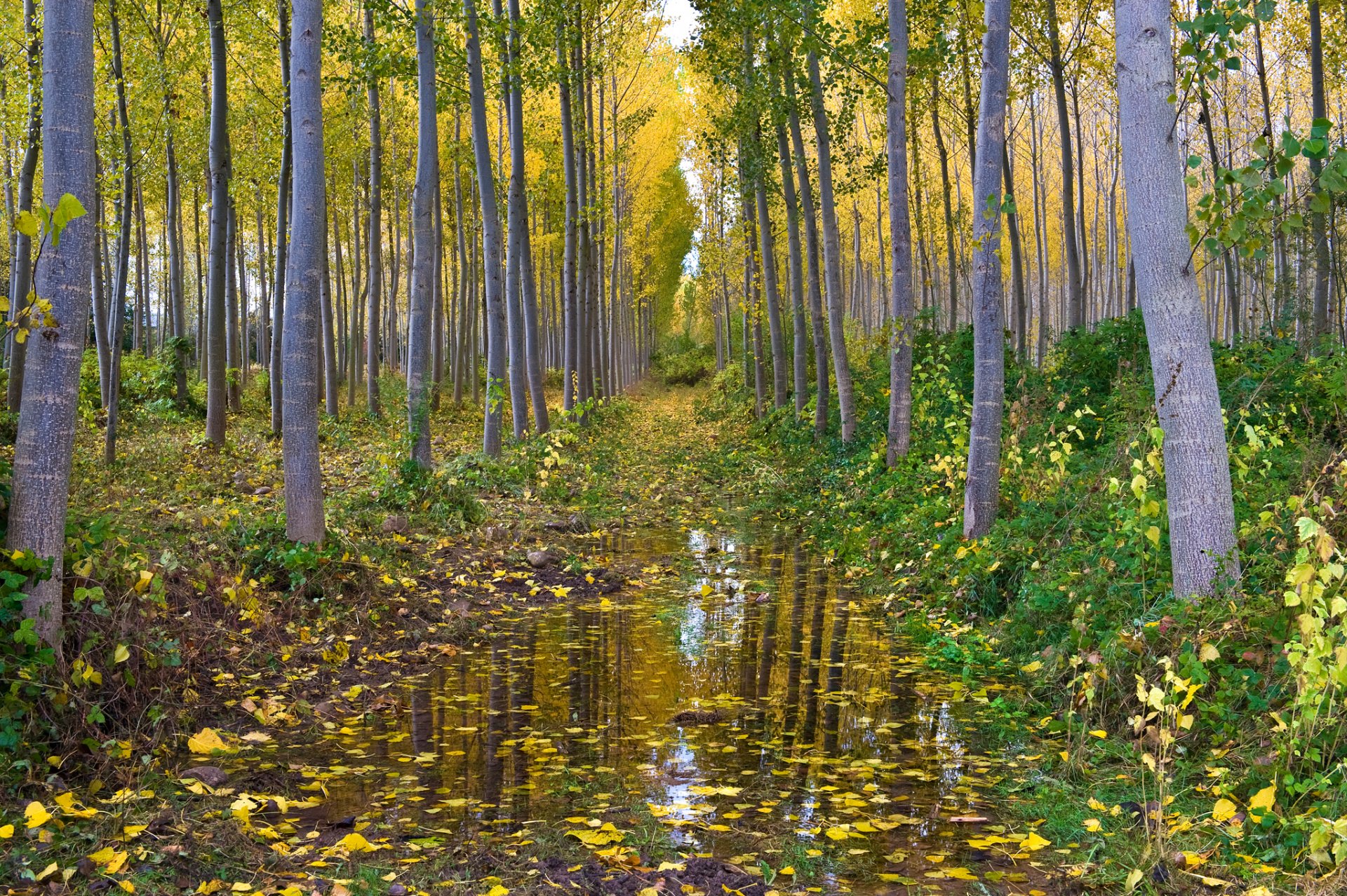 лес роща осина вода осень