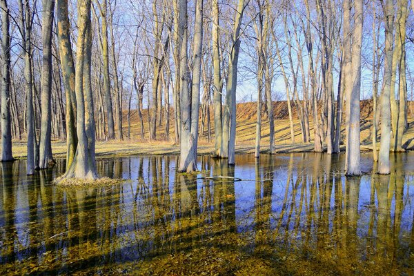 Деревья в воде с голубым небом