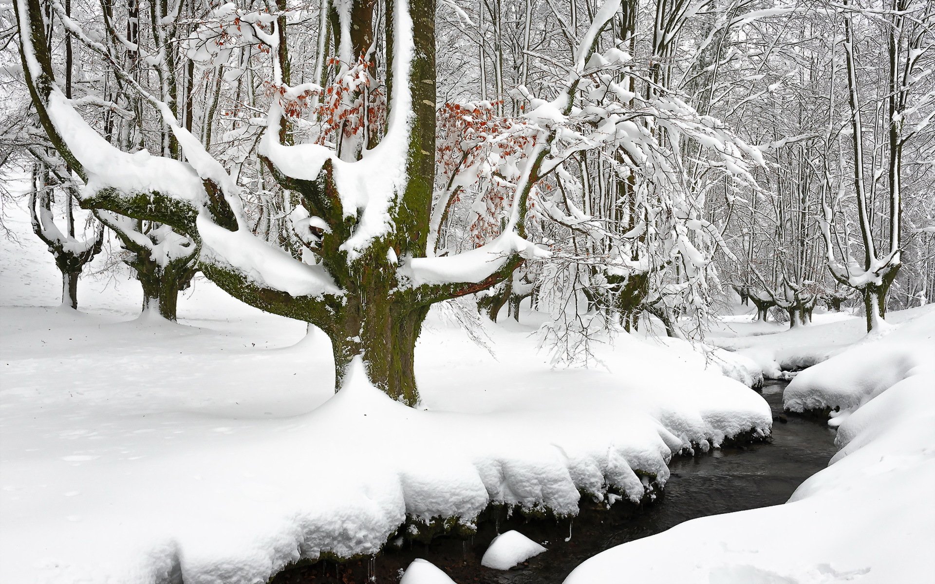 zima rzeka las śnieg natura
