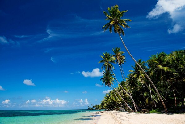 Zdjęcie Palm, morza, plaży i błękitnego nieba