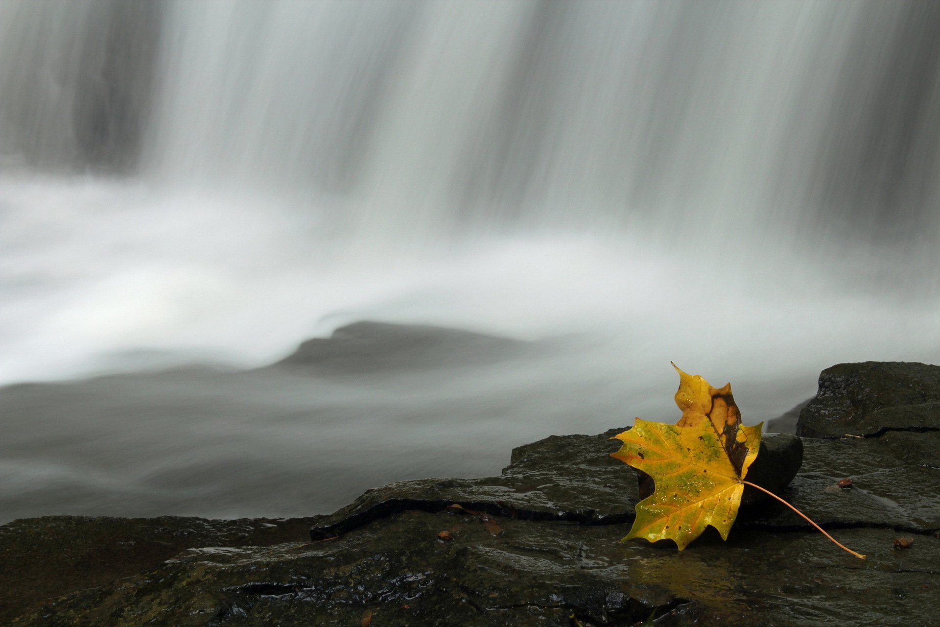 лист вода природа
