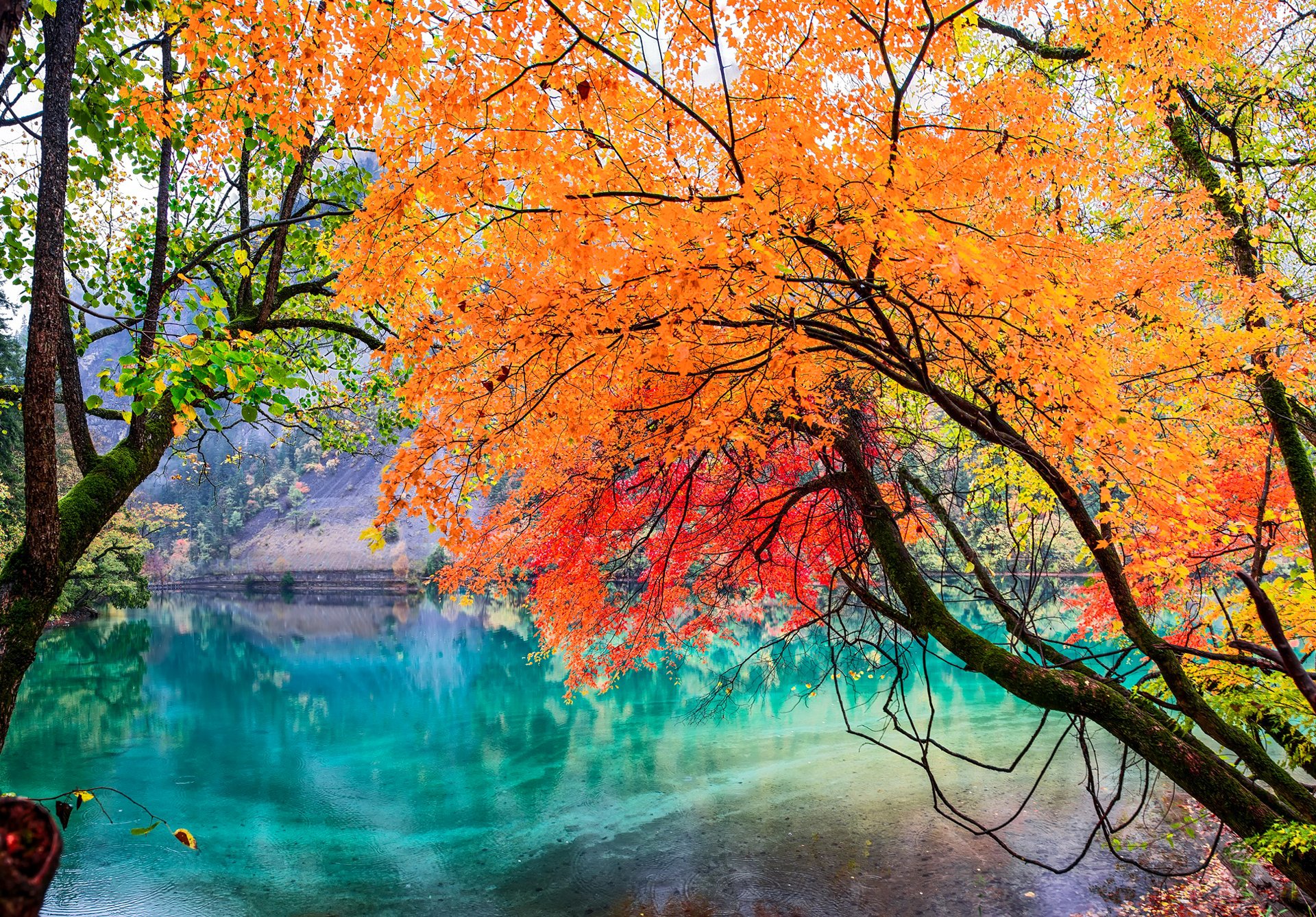 park narodowy jiuzhaigou syczuan chiny jezioro drzewa liście jesień