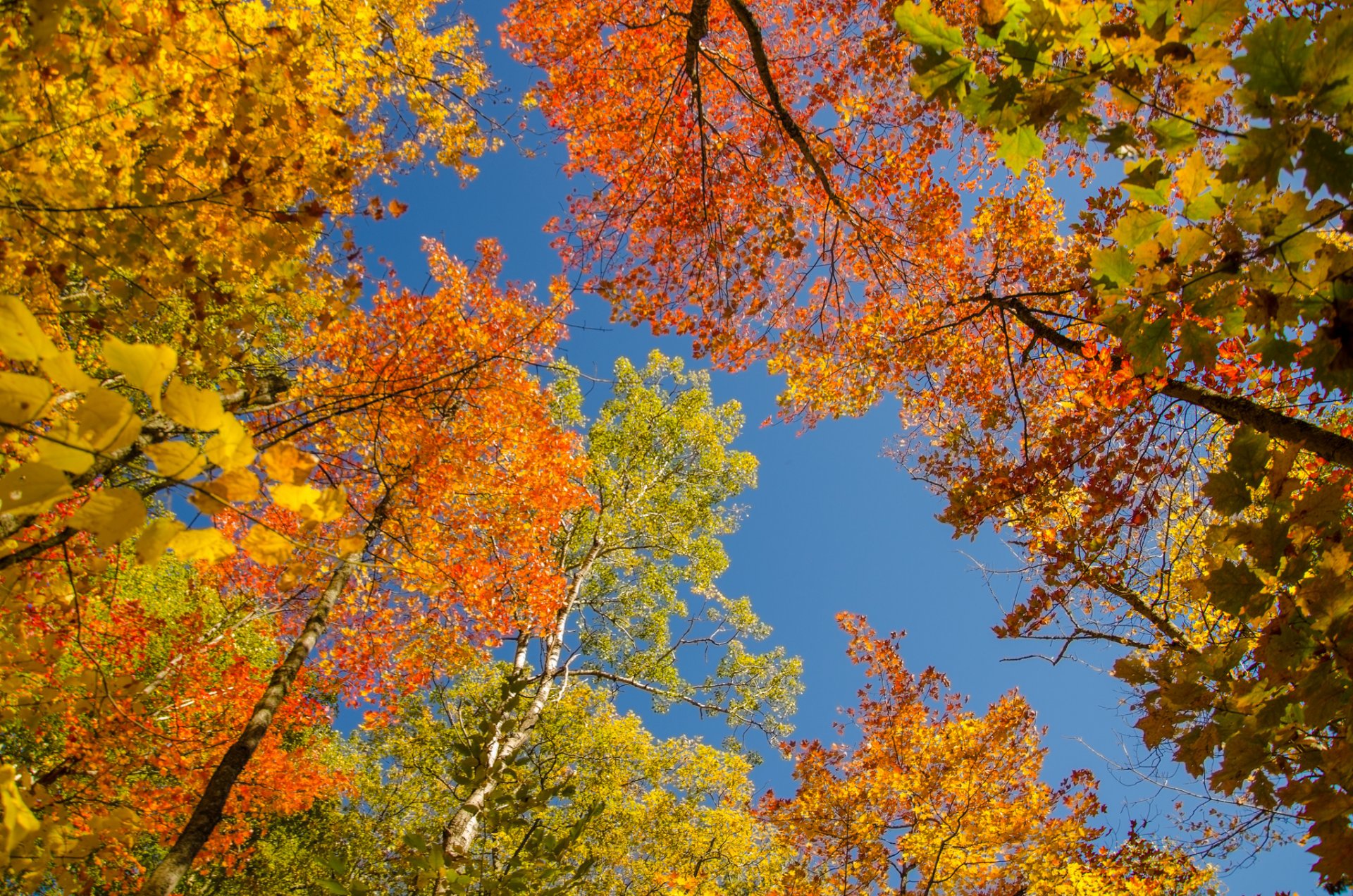небо деревья листья крона осень