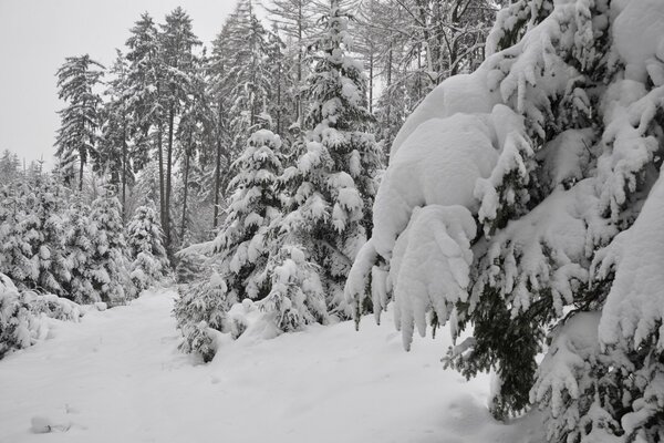 Zimowy las . Jedli ze śniegiem