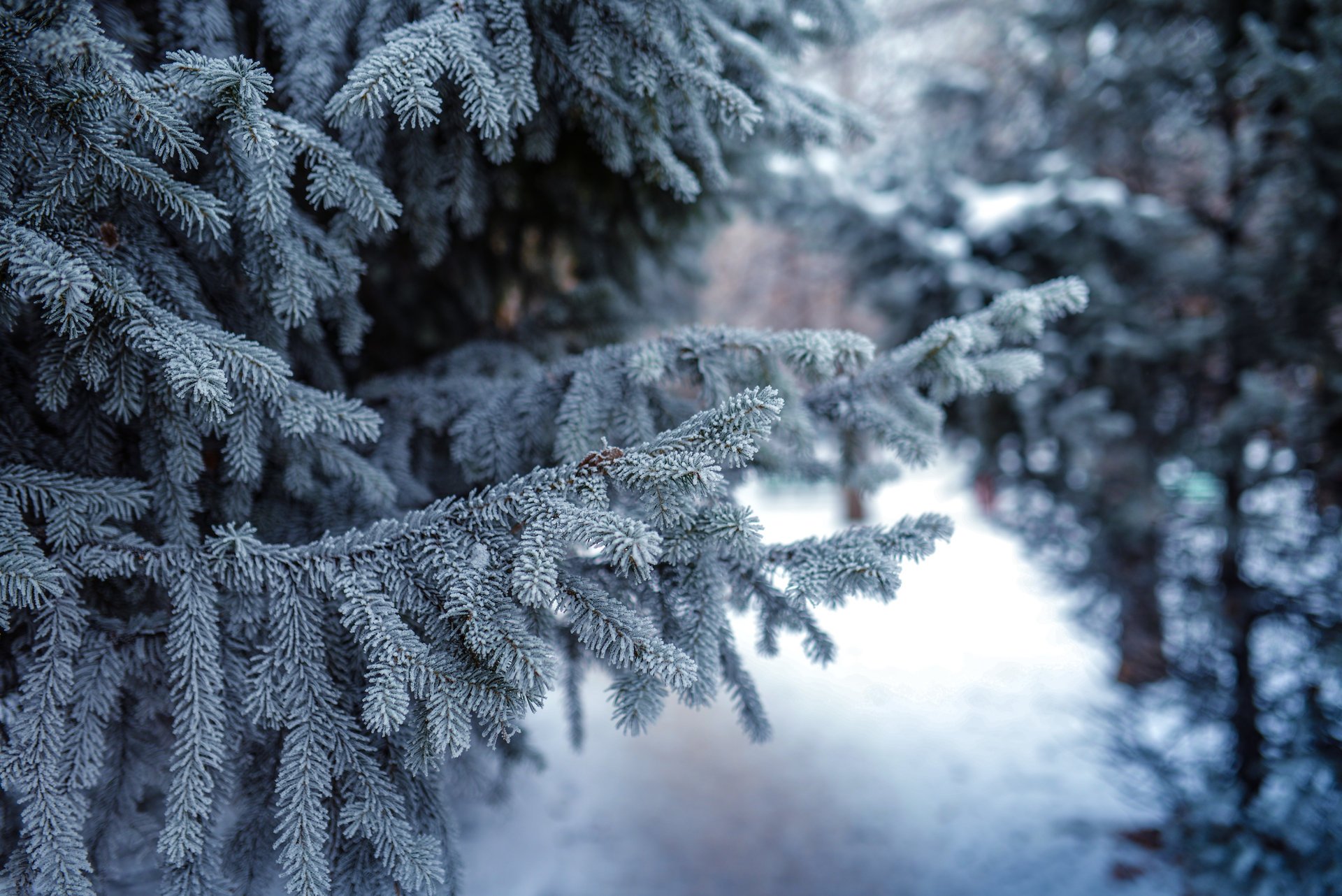 natura świerki sosny zima śnieg gałązki igły