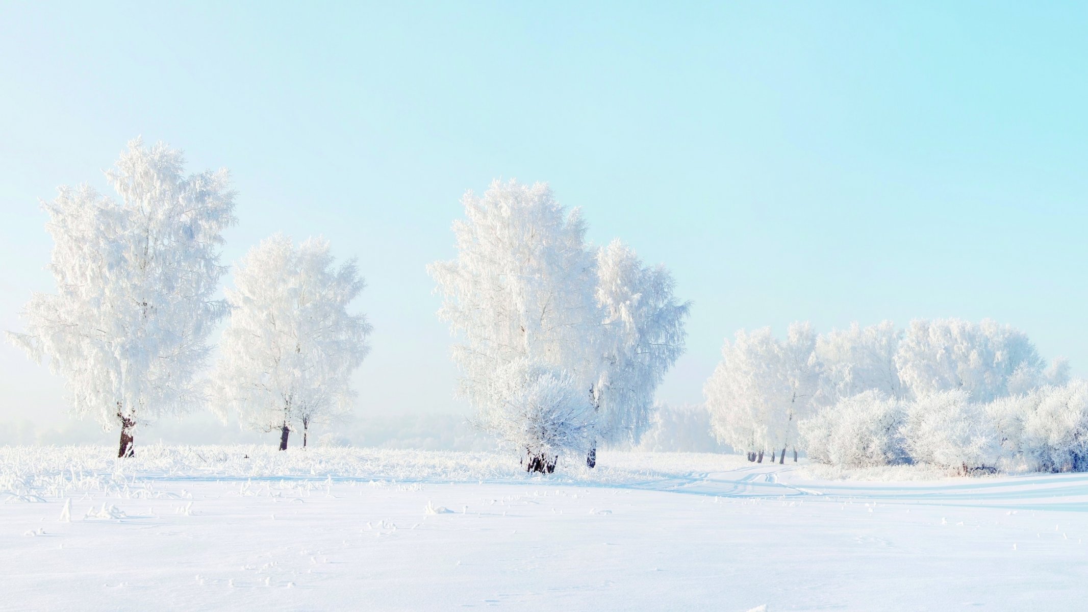 деревья снег зима природа