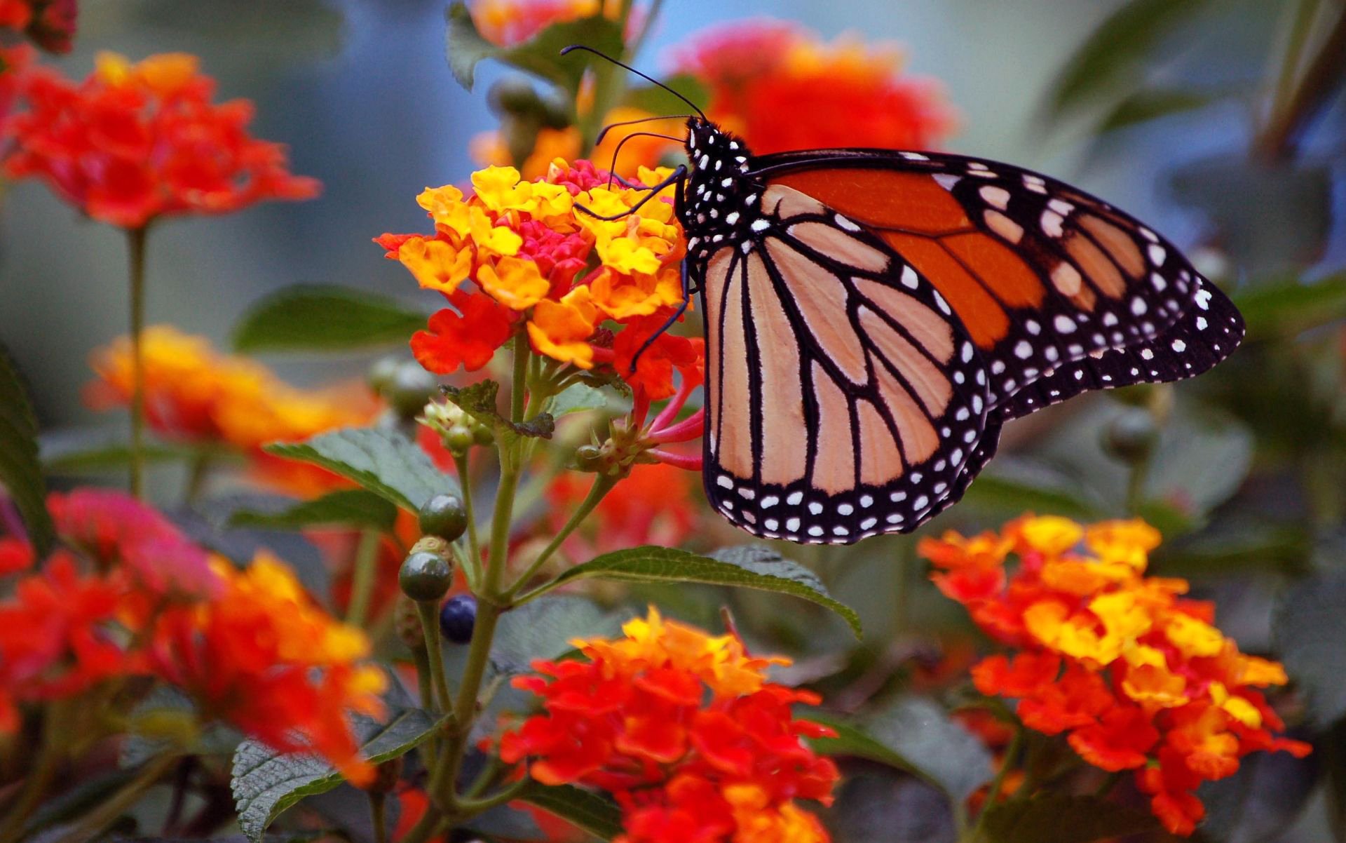kwiaty kwiatostan motyl monarcha skrzydła makro