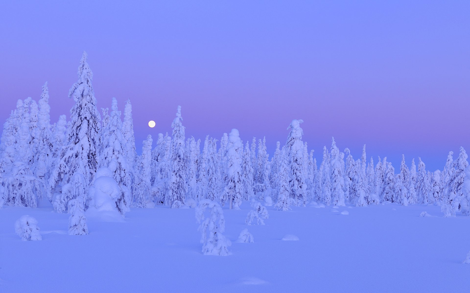 śnieg drzewa las zima księżyc noc kuusamo północna ostrobotnia prowincja oulu finlandia zima