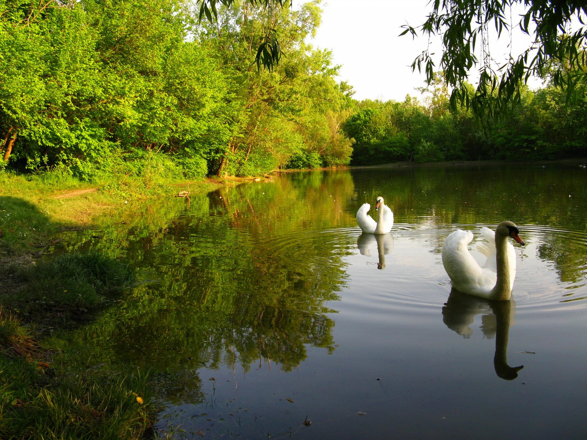 niebo las park staw drzewa łabędź ptak