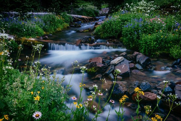 Park Narodowy mountrainier Creek kwiaty kamienie