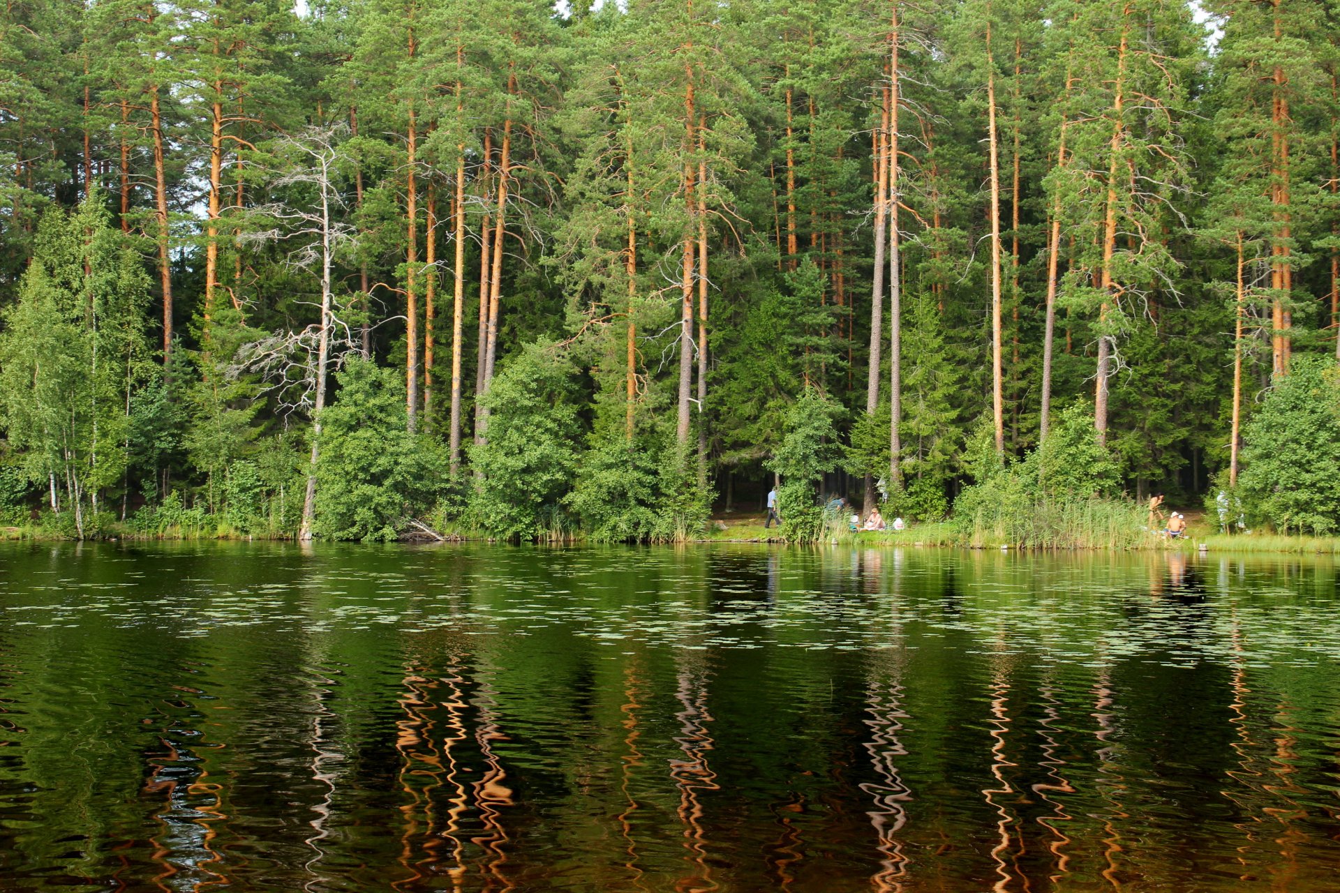 jezioro sankt petersburg las rosja szczucze komarowo drzewa natura zdjęcia