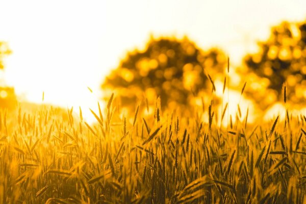 Tapety wielkoformatowe golden wheat