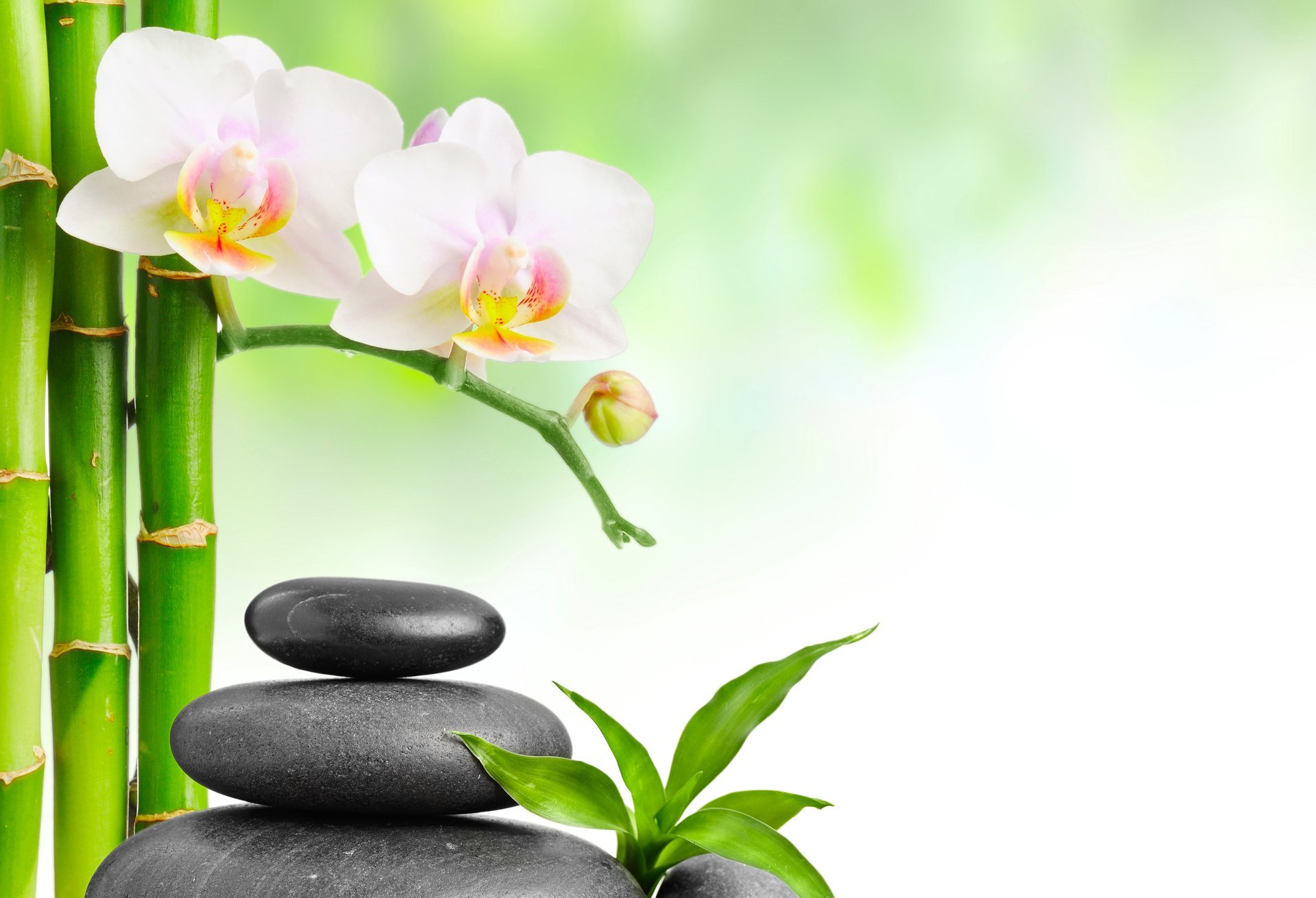 kamienie spa bambus liście orchidea