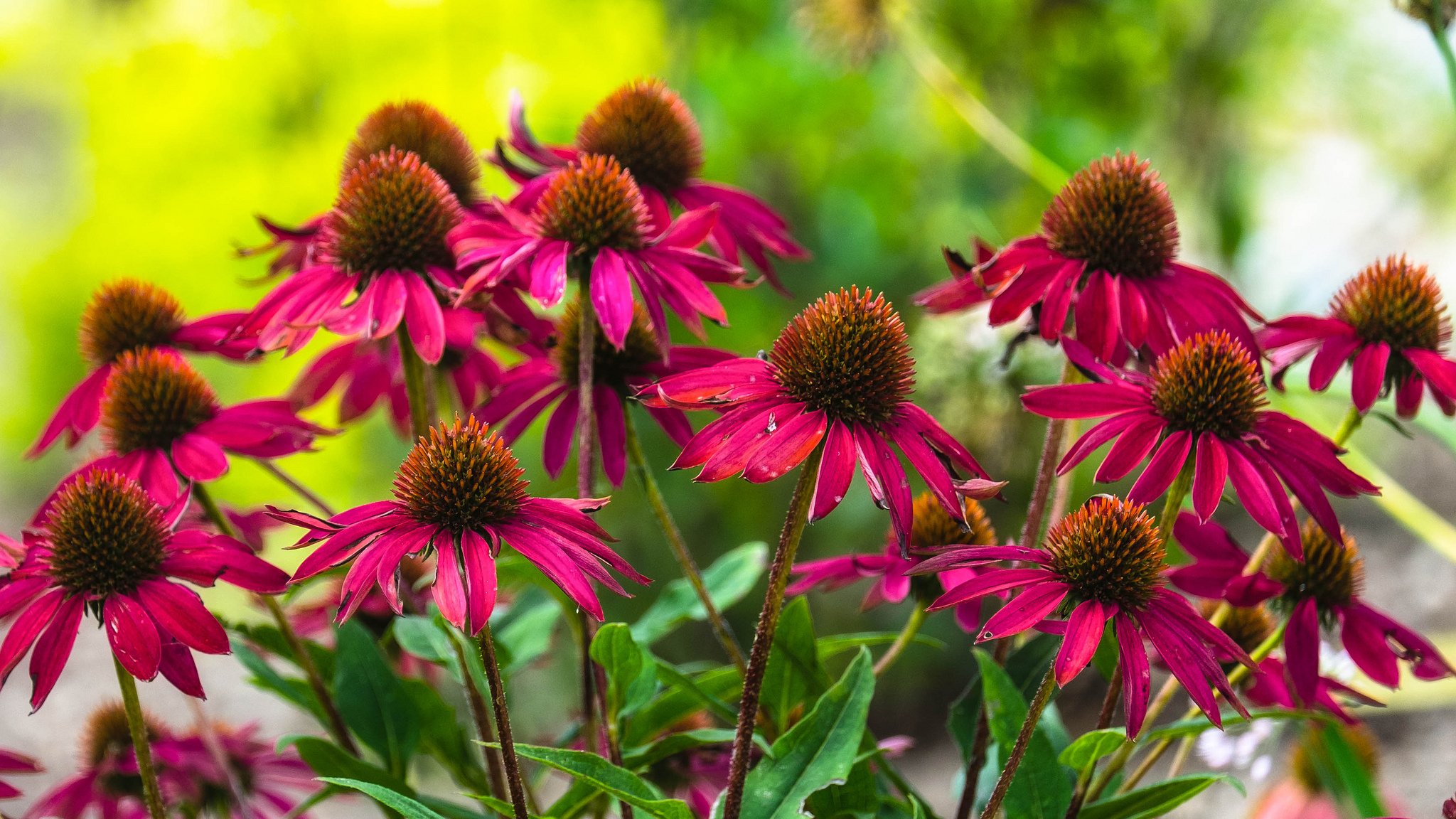 kwietnik kwiaty czerwone echinacea