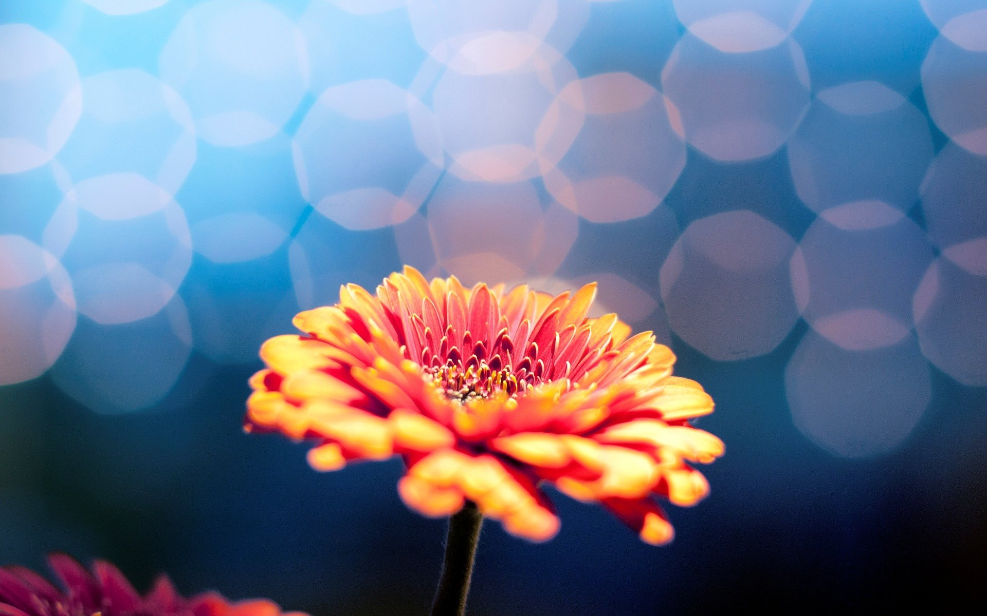 kwiaty kwiat kwiat rozmycie bokeh tło tapeta panoramiczny pełny ekran panoramiczny