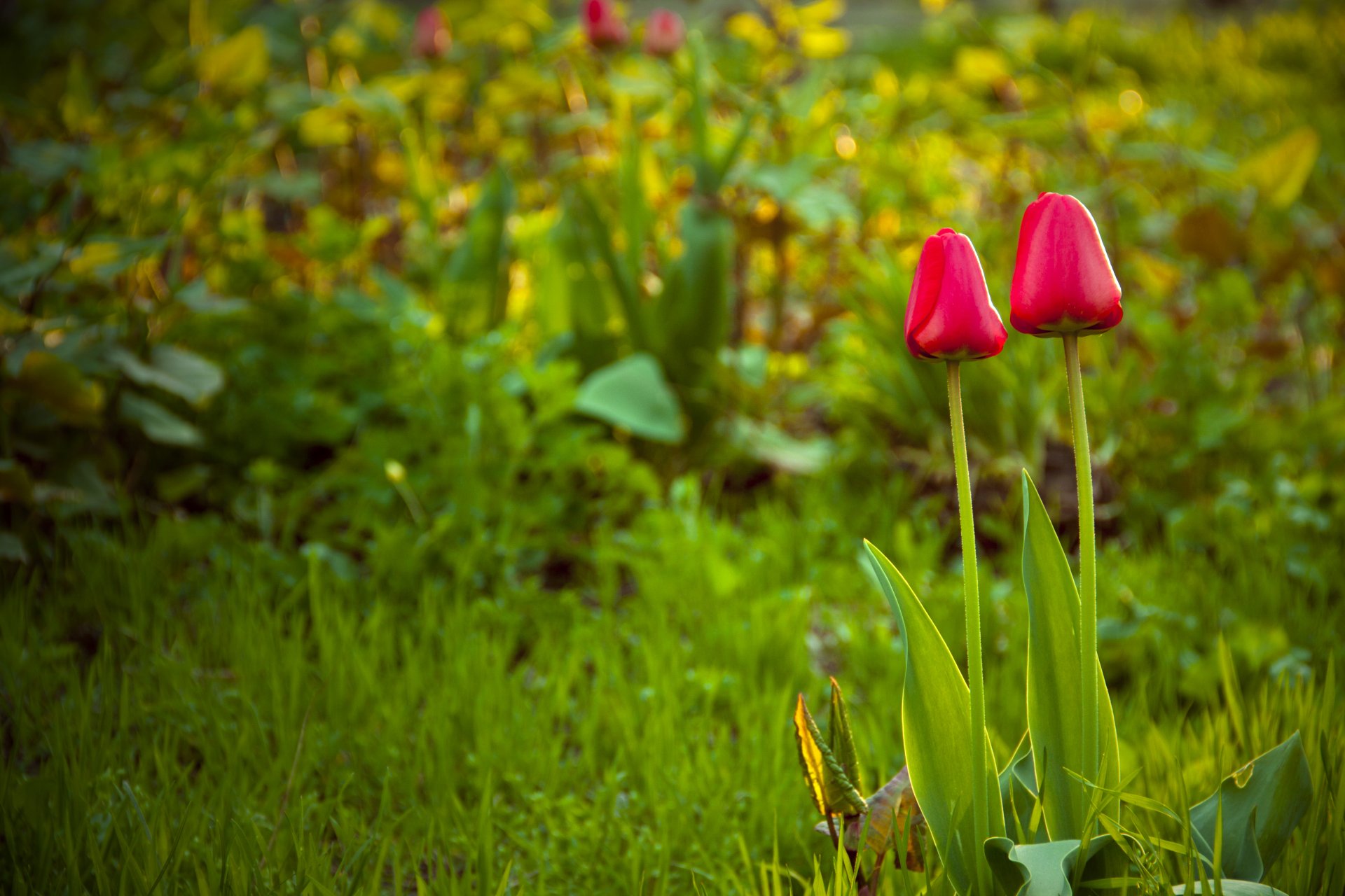 wiosna tulipany trawa polana kwiaty natura