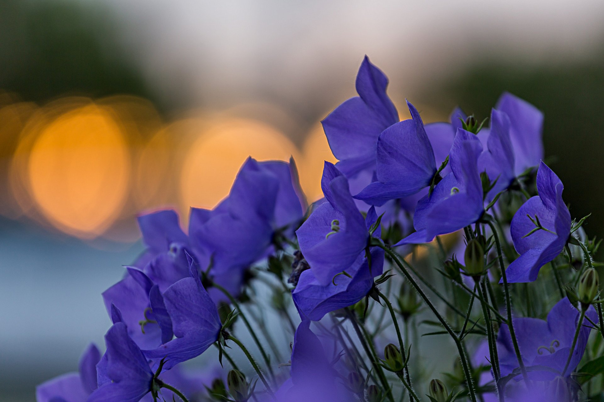 колокольчики синие цветы лепестки блики фокус макро размытость