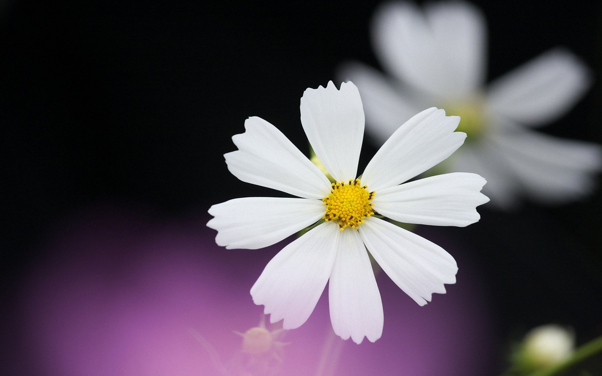 cosmea biały płatki czarny liliowy tło