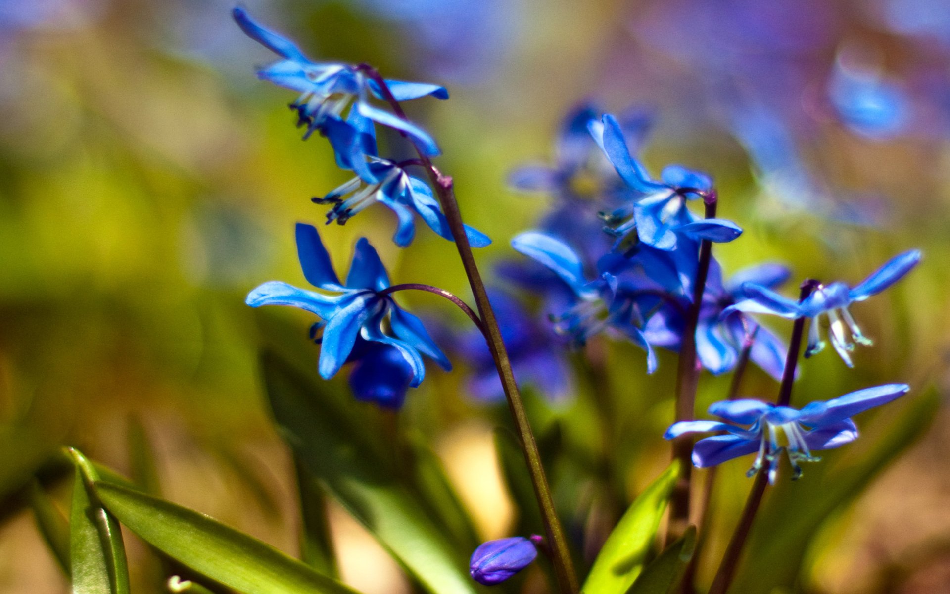 сцилла пролески подснежники цветы синий первоцвет весна макро